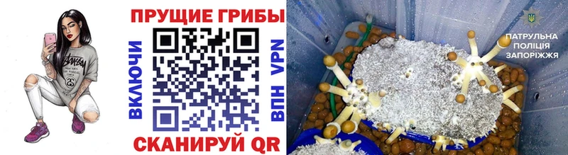 Галлюциногенные грибы MAGIC MUSHROOMS  Тверь 